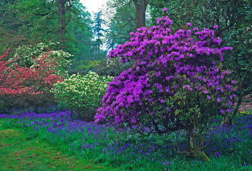 Spring woodland garden with colourful  Purple Azaleas and bluebells