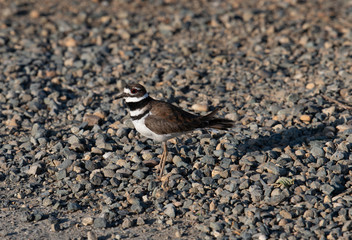 Killdeer bird guarding her eggs
