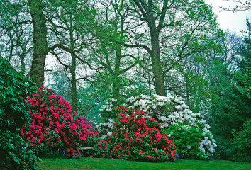 Spring woodland garden with colourful Rhododendrons and Red and White Azaleas