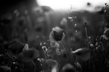 Poppy in the field at dawn  Black & White
