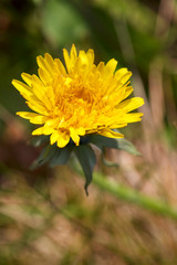 yellow dandelion flower