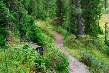 path in the Siberian forest
