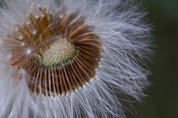 Fototapeta premium dandelion seed head