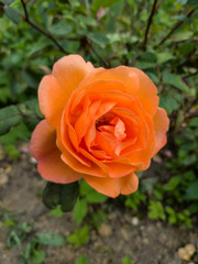orange orange rose flower flora sunny day greenery natural closeup nature summer spring single flowering