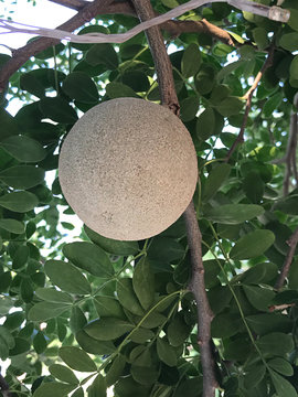 รูปภาพWood-Apple – เลือกดูภาพถ่ายสต็อก เวกเตอร์ และวิดีโอ343 | Adobe Stock