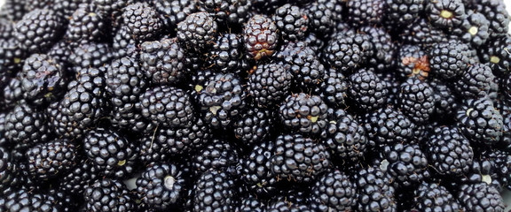 Background of fresh black berries black berries. A large number of delicious ripe berries