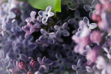 Lilac flowers on whole background, close up. Selective focus