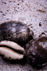 Close-up of shells and sand. A variety of colored shells.
