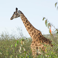 A Rothschild Giraffe in Masai Mara, Kenya on a September evening