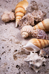 Close-up of shells and sand. A variety of colored shells.