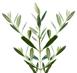 branche d’olivier sur fond blanc 