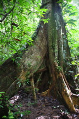 Close-up of the tree root with lichen and moss in Amazon Rainforest, Brazil