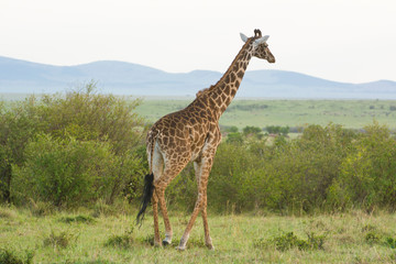 A Rothschild Giraffe Walking in Masai Mara, Kenya on a September evening