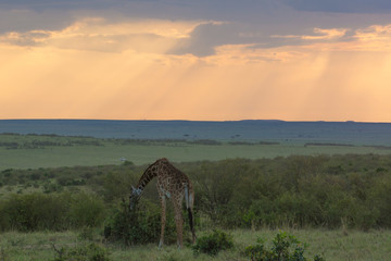 A Rothschild Giraffe grazing in a grassy area in Masai Mara at Sunset