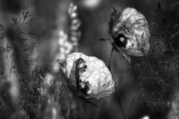 Poppy in the field at dawn  Black & White