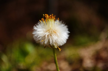 white mother-and-stepmother flower as coltsfoot in spring