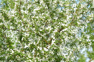 spring, blooming dereya, plants, green field, park, flower, green background