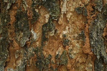 tree bark texture
