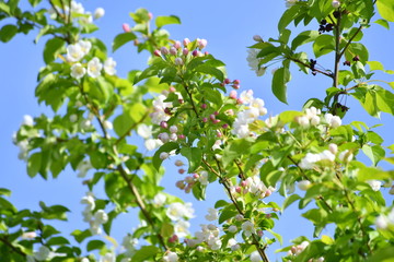 spring, blooming dereya, plants, green field, park, flower, green background