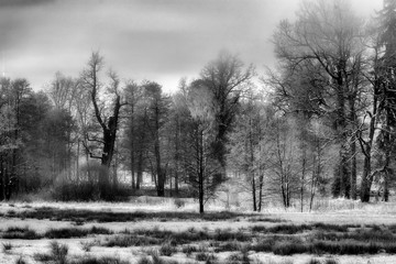 Fototapeta na wymiar Winter Wonderland in morning light of the sunrise Black & White