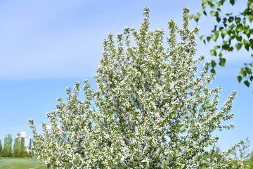 spring, blooming dereya, plants, green field, park, flower, green background