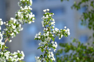 spring, blooming dereya, plants, green field, park, flower, green background