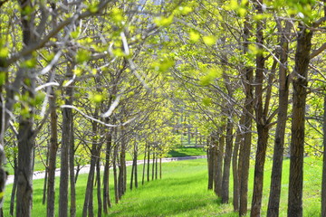 spring, blooming dereya, plants, green field, park, flower, green background