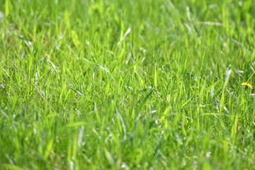 green meadows, meadow, grass, lawn, green background, green