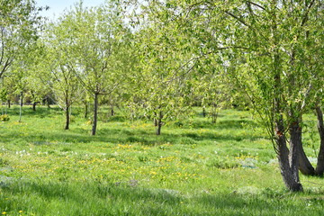 Fototapeta na wymiar spring, blooming dereya, plants, green field, park, flower, green background