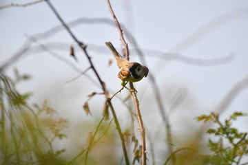 bird. nightingale. sparrow. a tree. tree. Spring . bird on a tree. cone. tree. green tree. green background . background . Spring. summer