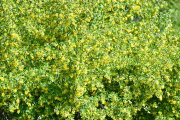 spring, blooming dereya, plants, green field, park, flower, green background