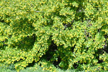 spring, blooming dereya, plants, green field, park, flower, green background