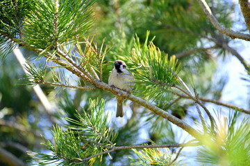 bird. nightingale. sparrow. a tree. tree. Spring . bird on a tree. cone. tree. green tree. green background . background . Spring. summer