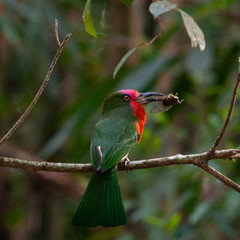 Red-eared Beetle catching insects on a tree.
