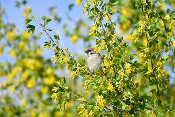 bird. nightingale. sparrow. a tree. tree. Spring . bird on a tree. cone. tree. green tree. green background . background . Spring. summer