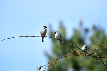 bird. nightingale. sparrow. a tree. tree. Spring . bird on a tree. cone. tree. green tree. green background . background . Spring. summer