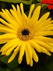 NYC Landscaping Neighborhood Garden Gardening Green Plants Nature Independent Contractor Volunteer 1099 soil earth dahlia marigold elephant ear plant succulents greenthumb grow