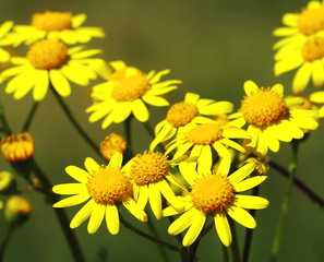 blume, gelb, natur, blume, pflanze, garden, sommer, green, frühling, daisy, feld, aufblühen, löwenzahn, wiese, blühen, flora, schönheit, makro, floral, orange, hell, farbe, kamille, blütenblätter