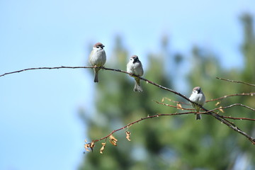 bird. nightingale. sparrow. a tree. tree. Spring . bird on a tree. cone. tree. green tree. green background . background . Spring. summer