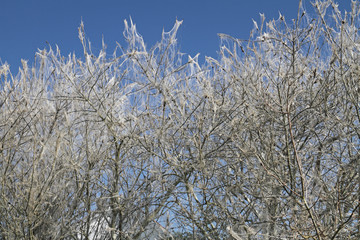 Raupenbefall der Gespinstmotte