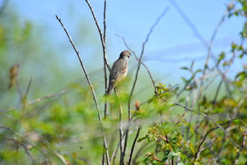 bird. nightingale. sparrow. a tree. tree. Spring . bird on a tree. cone. tree. green tree. green background . background . Spring. summer