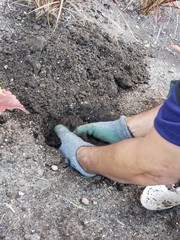NYC Landscaping Neighborhood Garden Gardening Green Plants Nature Independent Contractor Volunteer 1099 soil earth dahlia marigold elephant ear plant succulents greenthumb grow