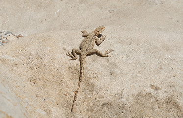 Brown lizard under the sun on a wall made of stone