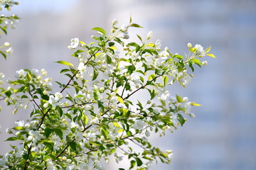 spring, blooming dereya, plants, green field, park, flower, green background