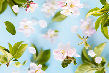 Flowers and leaves of an apple tree in flight. Fresh spring texture leaves of different sizes on a blue gentle background. Spring flowering concept or food packaging.