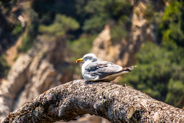 Seagull, Santa Clotilde Gardens in Lloret de mar, Catalonia, Spain.