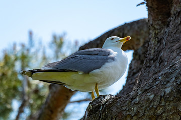 Seagull, Santa Clotilde Gardens in Lloret de mar, Catalonia, Spain.