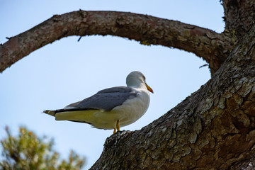 Seagull, Santa Clotilde Gardens in Lloret de mar, Catalonia, Spain.