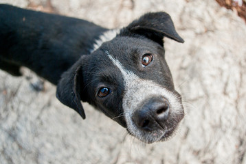 タイのチェンマイで出会った黒と白の野良犬