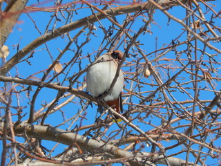 waxwing on a branch